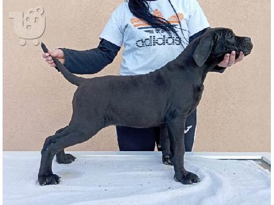Κουτάβια Cane Corso
